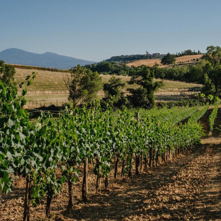 Lignanello Country House - Appartamento con 3 Camere da Letto - 15