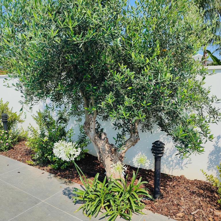 Sweet Sicily Apartments - Appartamento con Vista Giardino - 6