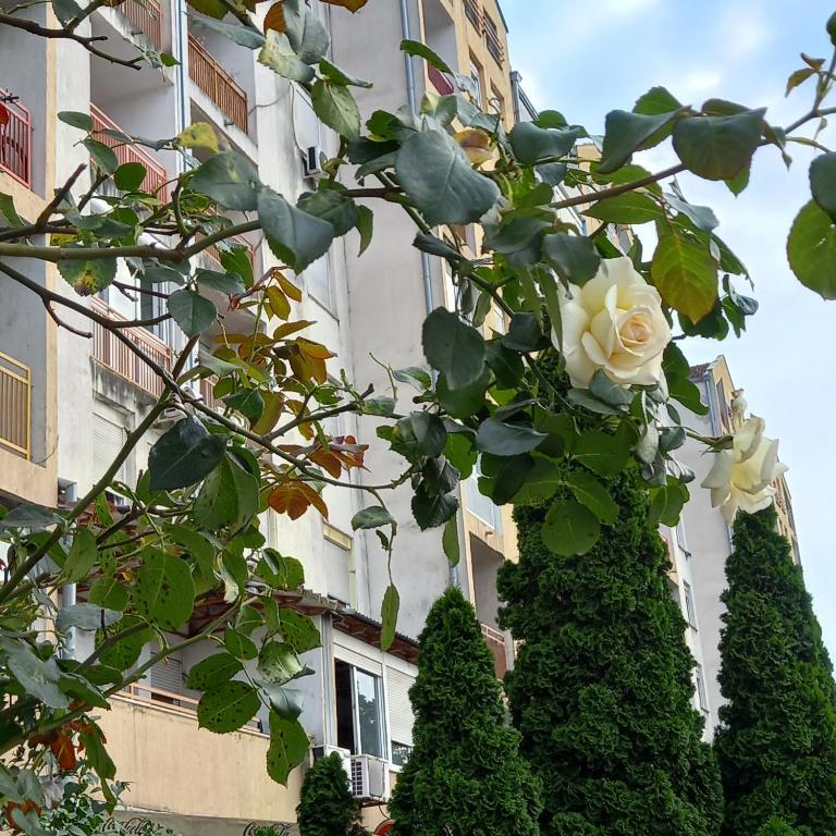 RIVIJERA LAKES - Apartman sa 1 Spavaćom Sobom - 28