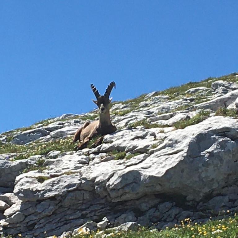 L'écrin du Vercors - Appartamento con 2 Camere da Letto - 50