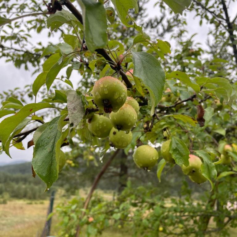 Kuca Dacica - Three-Bedroom House - 36