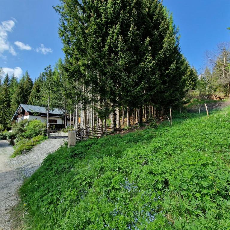 Alm-Ferienhaus Gaisegg am Klippitztörl - Ferienhaus - 6