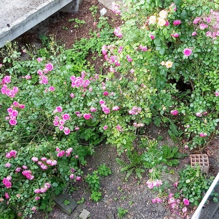 Miya Free parking - Apartman sa 2 Spavaće Sobe - 20