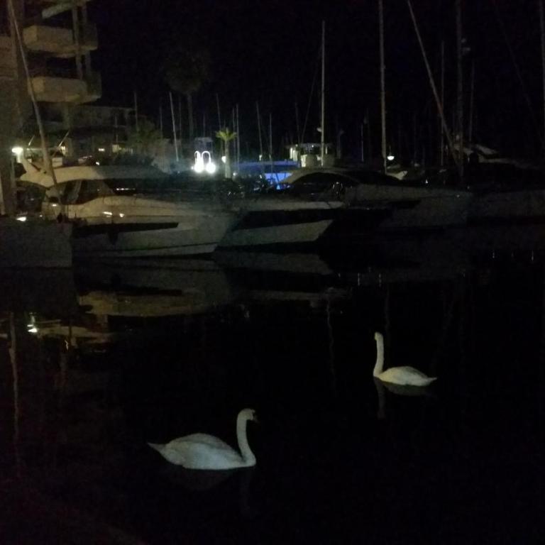 Splendide VUE MER PORT PLAGE Clim Garage wifi - Apartment mit Meerblick - 51