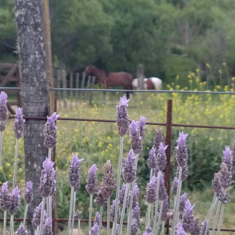 Abrazados Suites del Valle - Habitación Familiar Deluxe - 7