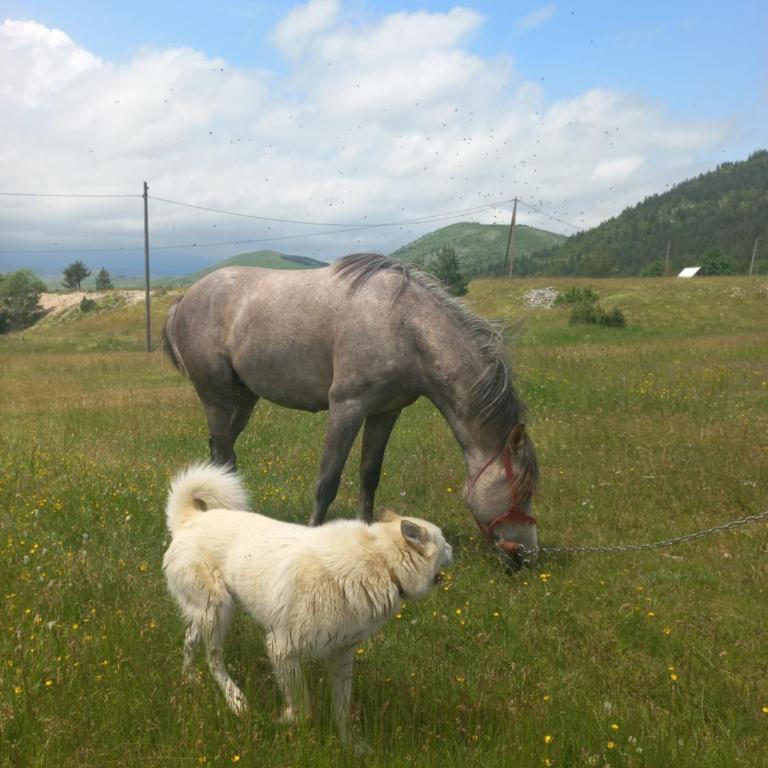 Magic Corner - One-Bedroom House - 29