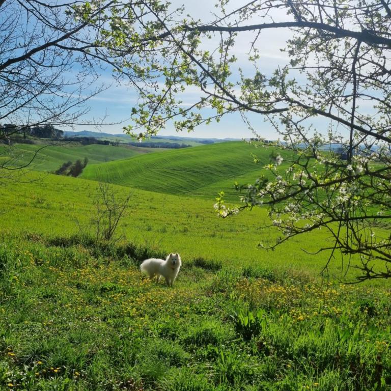 Gli Ulivi di Siena - Casa con 2 Camere da Letto - 5