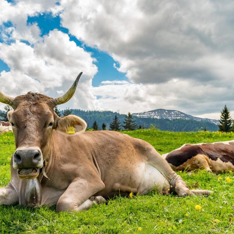 Vital Lodge Allgäu mit Schwimmbad, Sauna & Oberstaufen PLUS - Apartment mit 3 Schlafzimmern - 38
