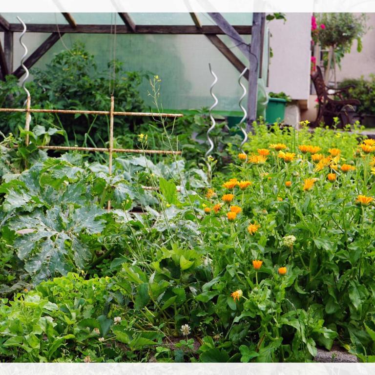 Ingrid's Guesthouse Gartenidylle - Apartment mit 1 Schlafzimmer - 32