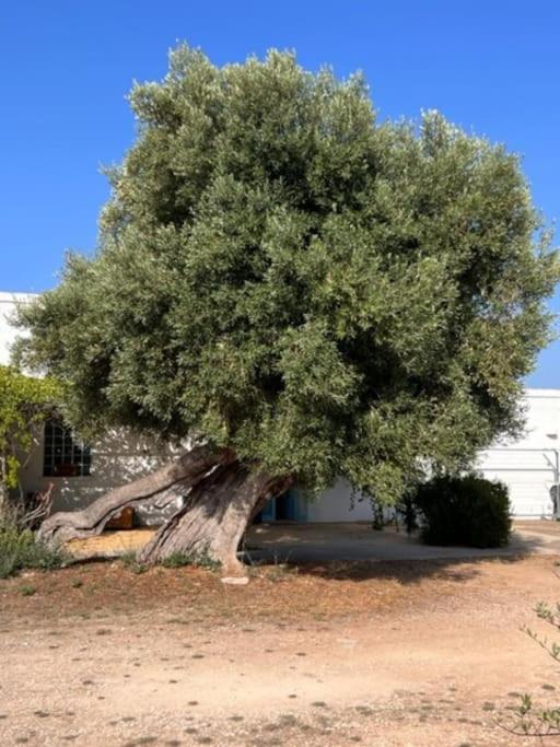 La Locanda di Felisiano - Casa con 2 Camere da Letto - 21