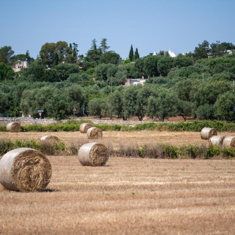 Masseria Bel Cortile - Ostuni - Villa - 39