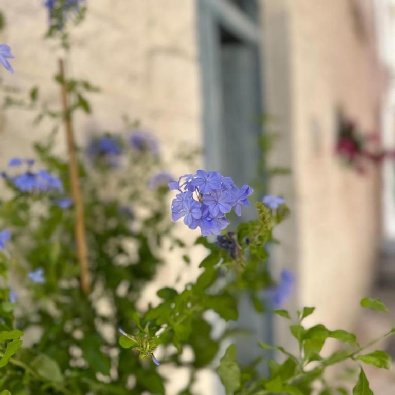 Bianco Calce - Ostuni - Casa con 1 Camera da Letto - 16