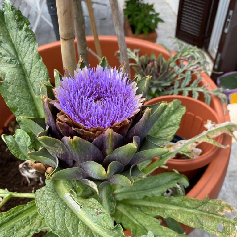 OFFICINALE Rome Apartment, Pineta Sacchetti - Appartamento con 1 Camera da Letto - 2