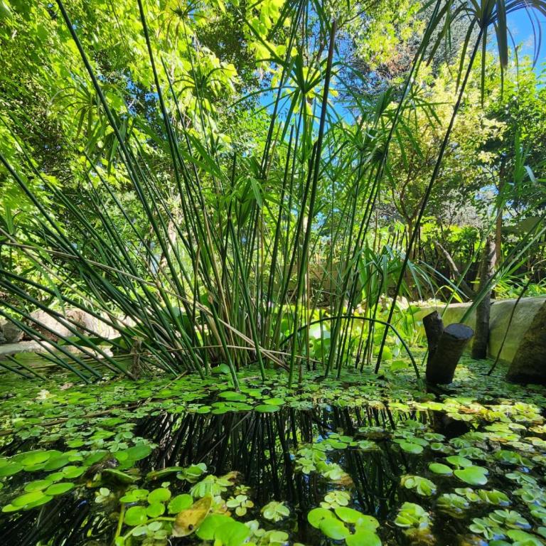 CASA EN VERTIENTES DE LA GRANJA - Casa con 1 dormitorio - 2
