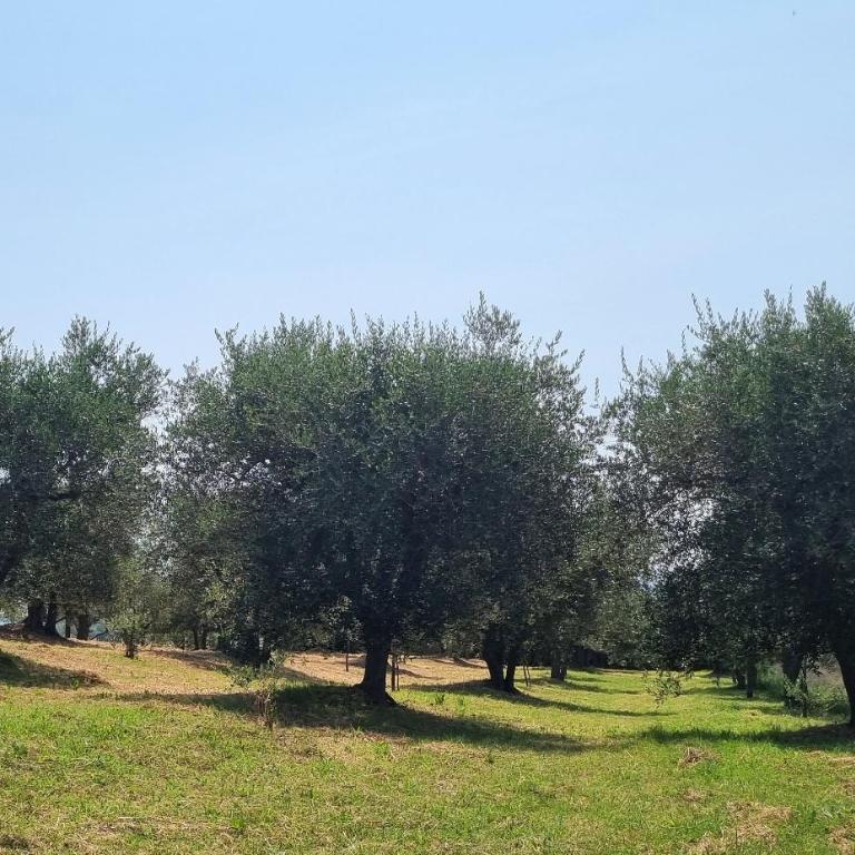 Gli Ulivi di Siena - Casa con 2 Camere da Letto - 6