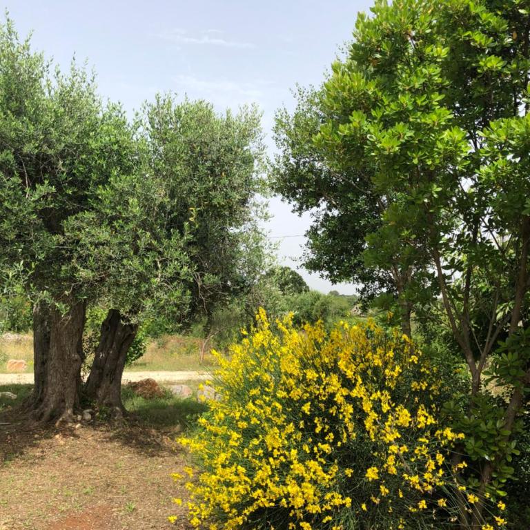 Trullo Antico con piscina indipendente - Trulli Finisterrae - Casa con 3 Camere da Letto - 37