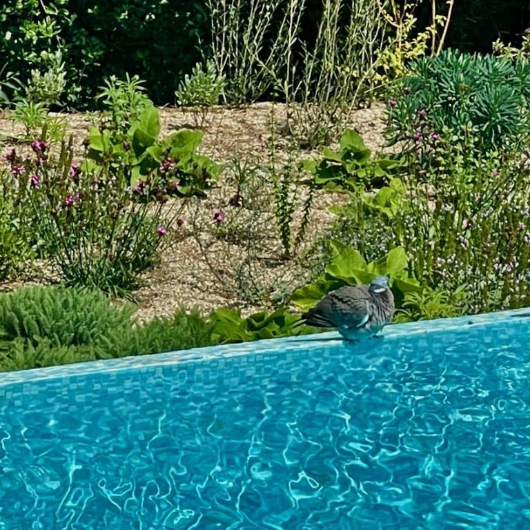 Azur Blue Villa; Rural Peace with private pool - Maison 2 Chambres - 17