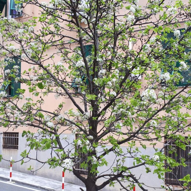 Ca'Sætta BnB Holiday home - Park & go to Genoa Aquarium and old town - Appartamento con 2 Camere da Letto - 25