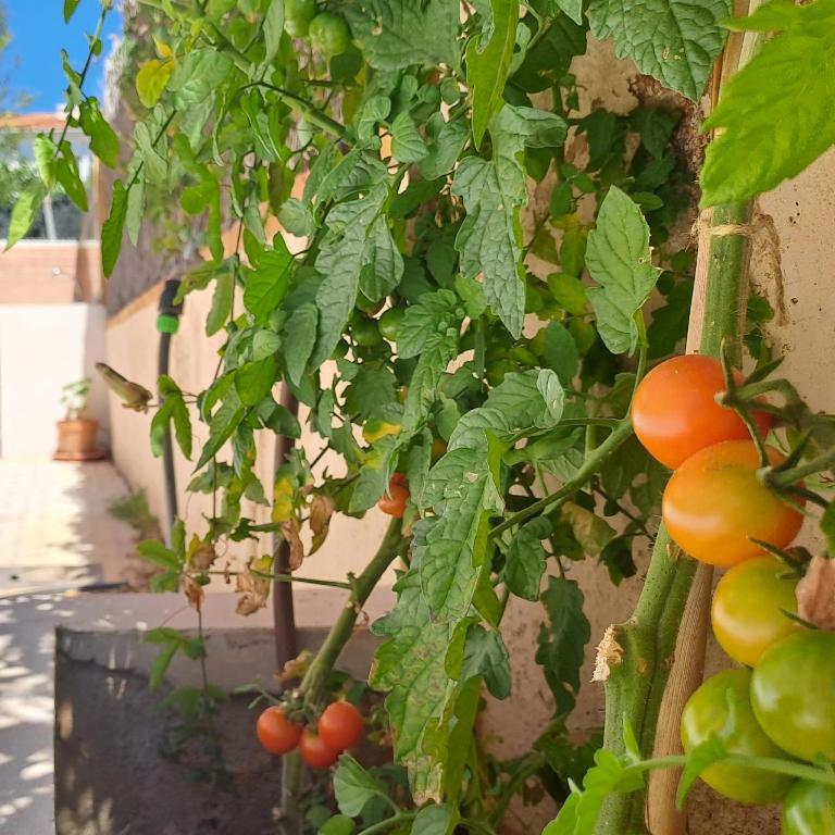 Torredembarra House - Casa de 3 dormitorios - 11