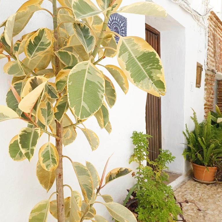 Las Pizarrillas: tu hogar en este blanco pueblo - Casa de 3 dormitorios - 62