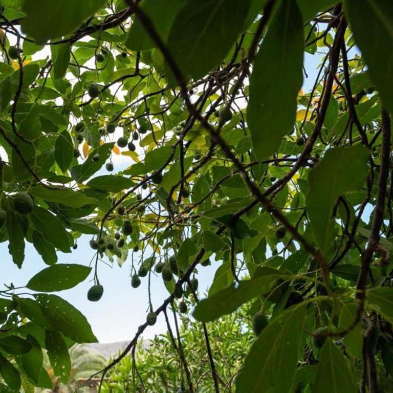 Finca Artiles - Casa de 5 dormitorios - 17
