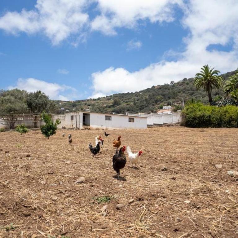 Finca Artiles - Casa de 5 dormitorios - 35