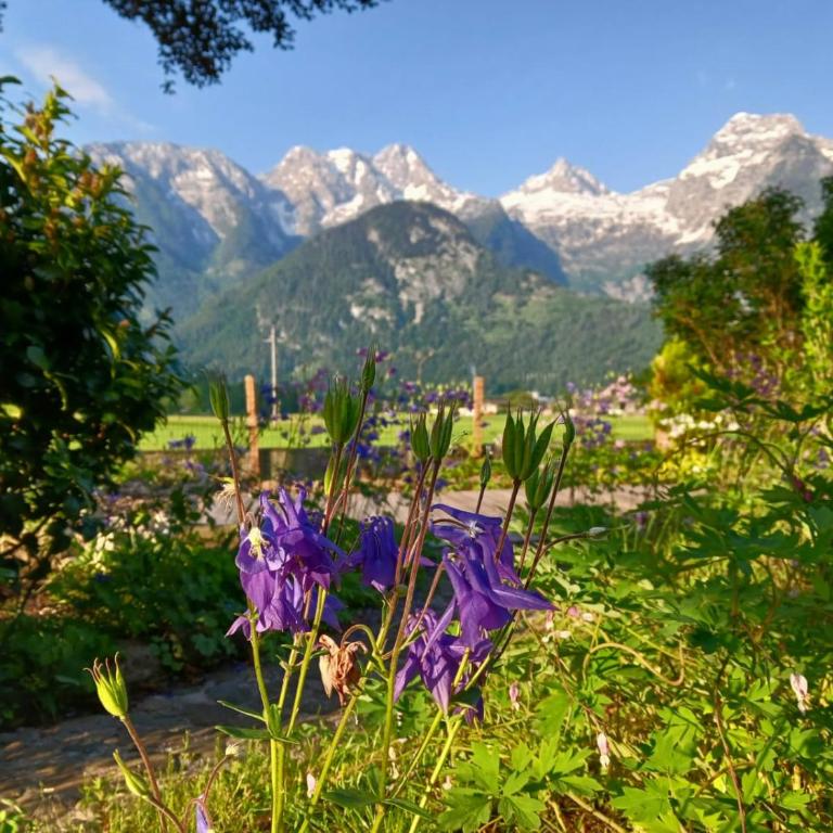 Chalet Scheffsnoth - One-Bedroom Apartment - 2