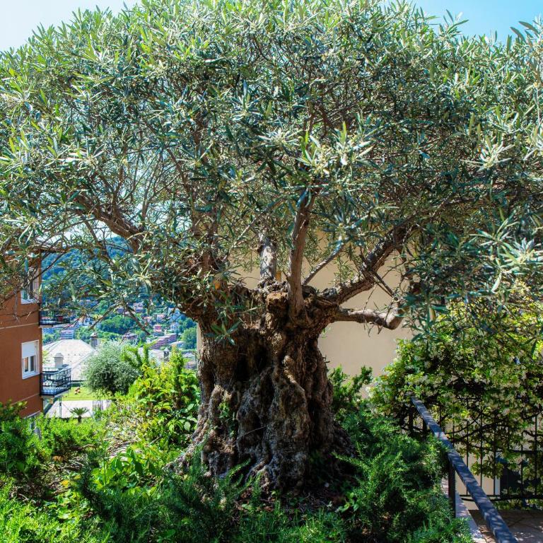 Casa Olivo by Quokka 360 - Apartment With Private Sun Terrace in Cernobbio - Appartamento con 2 Camere da Letto - 35