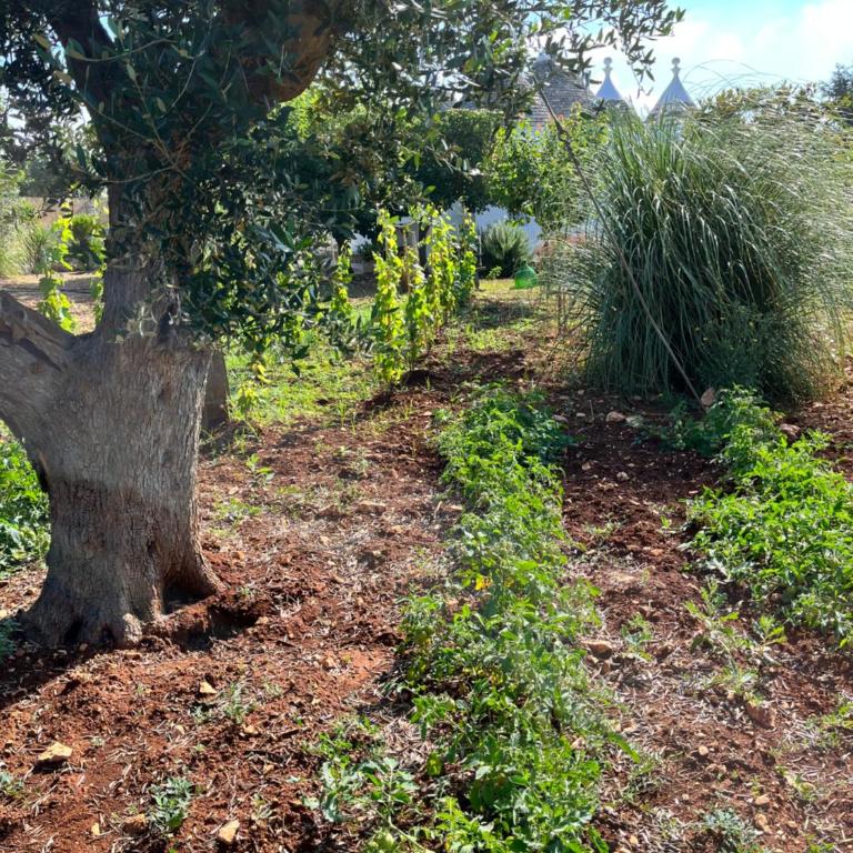 Trullo in vigna - Casa con 3 Camere da Letto - 42