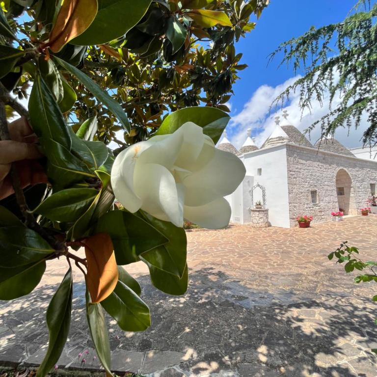 Trullo in vigna - Casa con 3 Camere da Letto - 12
