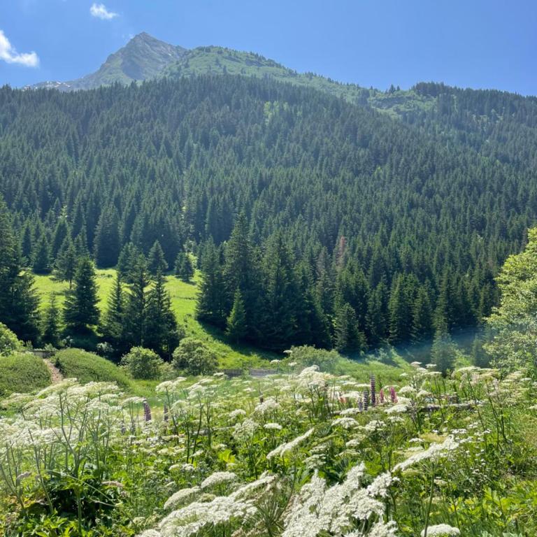 T2 vue sur le parc de la vanoise - Appartement 1 Chambre - 4