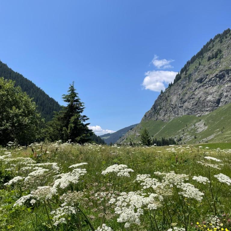 T2 vue sur le parc de la vanoise - Appartement 1 Chambre - 26