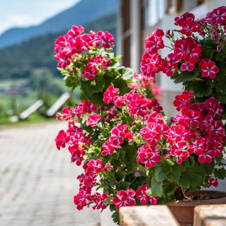 HAUSERHOF Farmhouse with Dolomite View - Apartment mit Gartenblick - 49