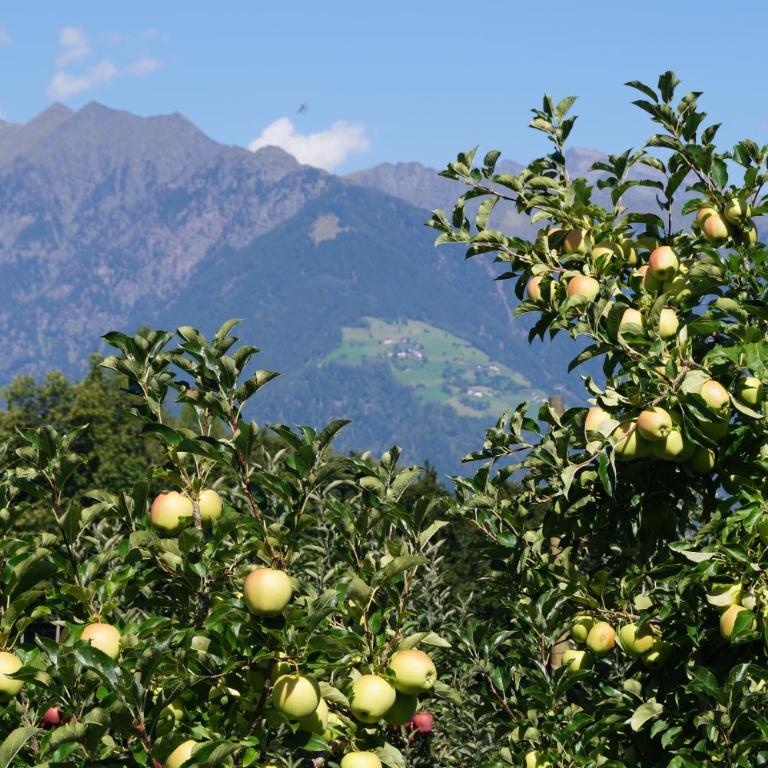 Grumserhof - Appartamento con 1 Camera da Letto - 23