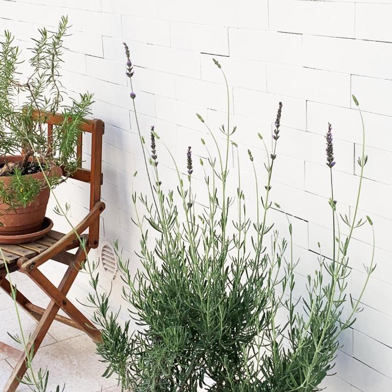 Tap Apartments - in Independent House with Private Garden - Two-Bedroom Apartment - 38
