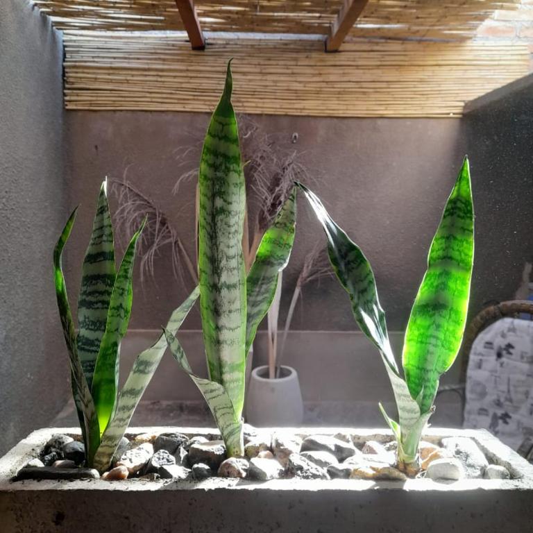 Alojamiento Belén Catamarca - Planta Baja con Cochera Gratis - One-Bedroom Apartment - 13