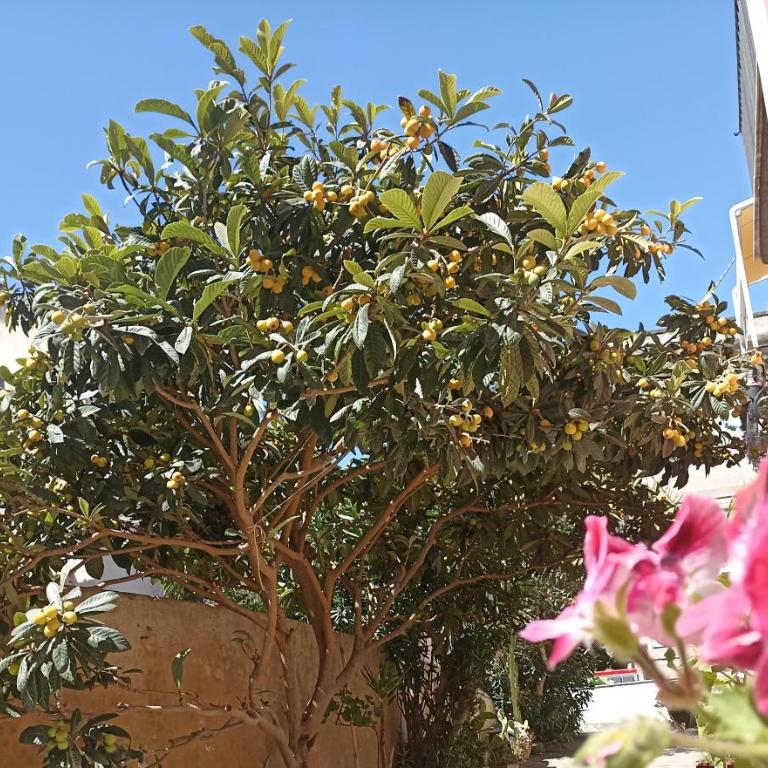 Al Nespolo - centro storico - One-Bedroom Apartment - 10