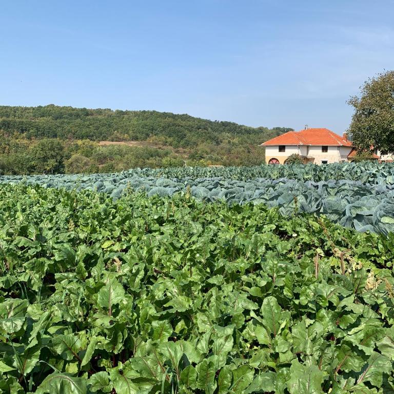 Agro Lux Apartment - Milenović - Apartman sa 1 Spavaćom Sobom - 31
