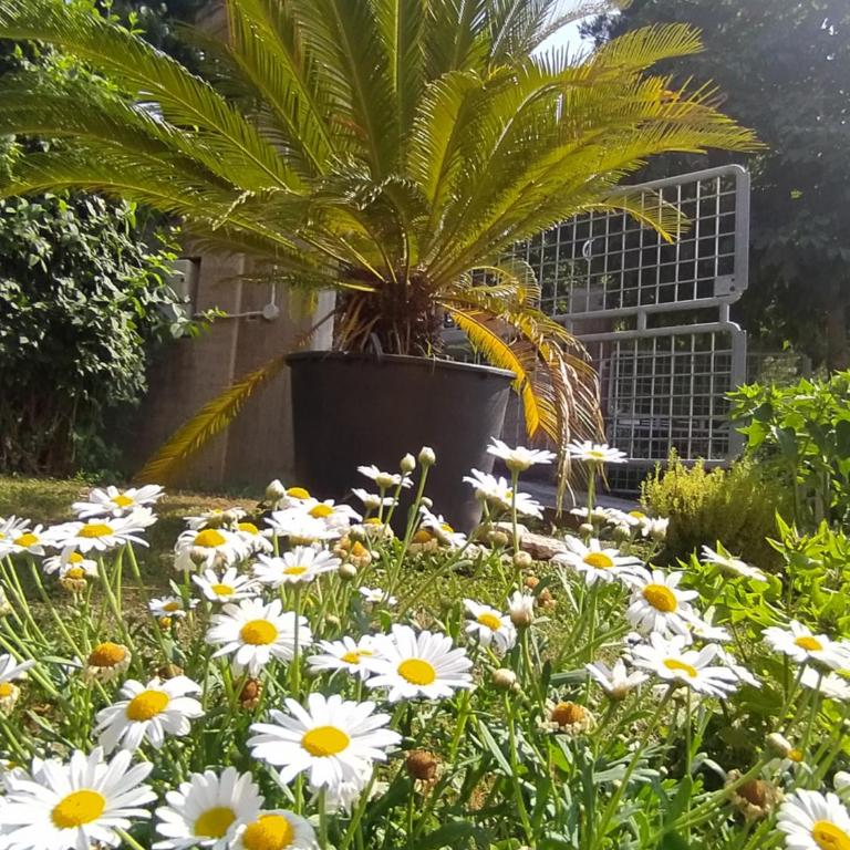 Cortile nel Conero - Appartamento con 1 Camera da Letto - 30