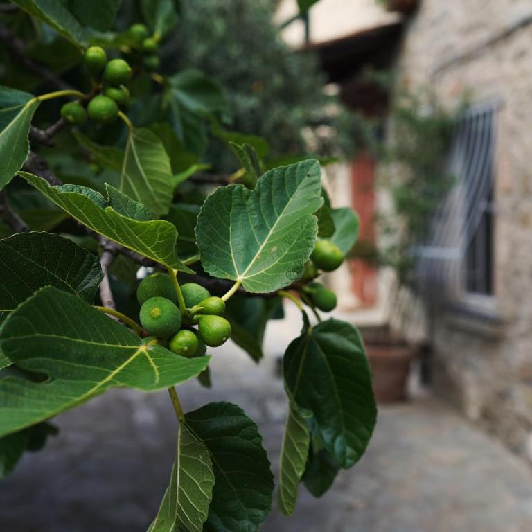 Il Fico di Cortona - Casa con 2 Camere da Letto - 29