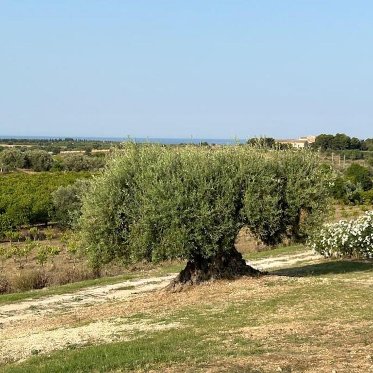 Bimmisca Country House - Casa con 2 Camere da Letto - 12