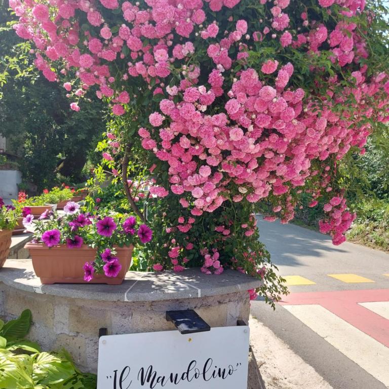 Casa vacanze il Mandolino tra Orvieto e Bolsena - Appartamento con 1 Camera da Letto - 1