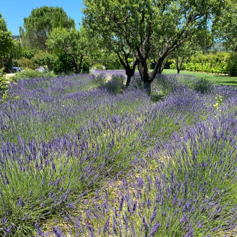 Mas Oréa Sous la glycine - Maison de Vacances - 28