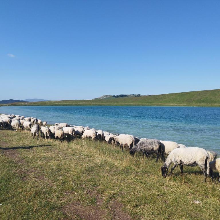 Melanija - Kuća sa 2 Spavaće Sobe - 61