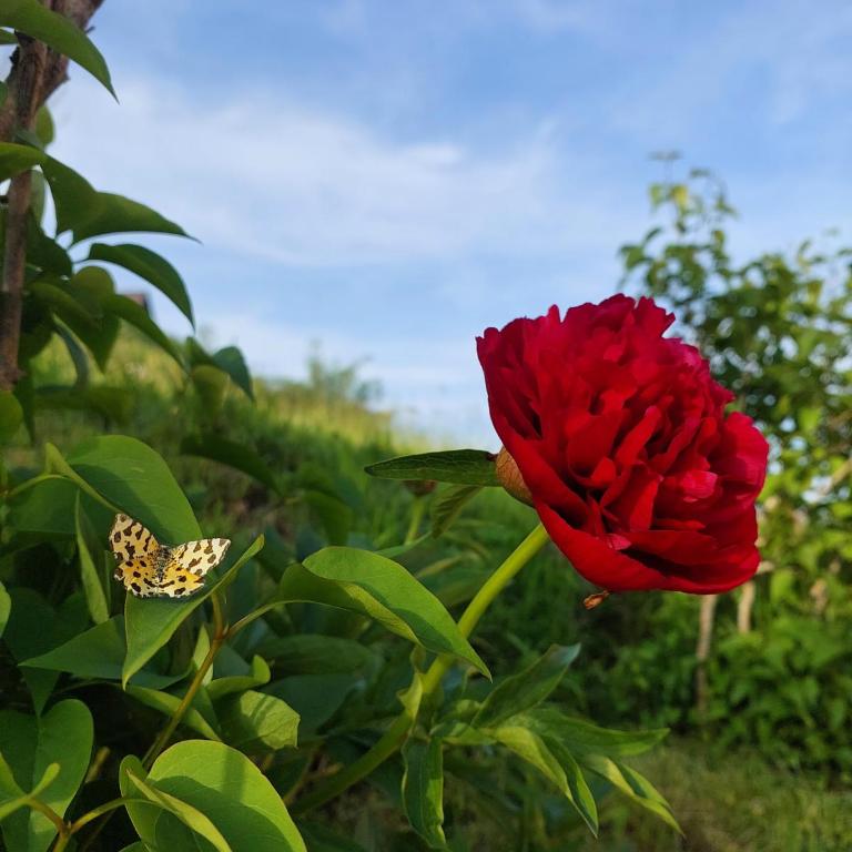 Petrovača - Two-Bedroom Apartment - 29