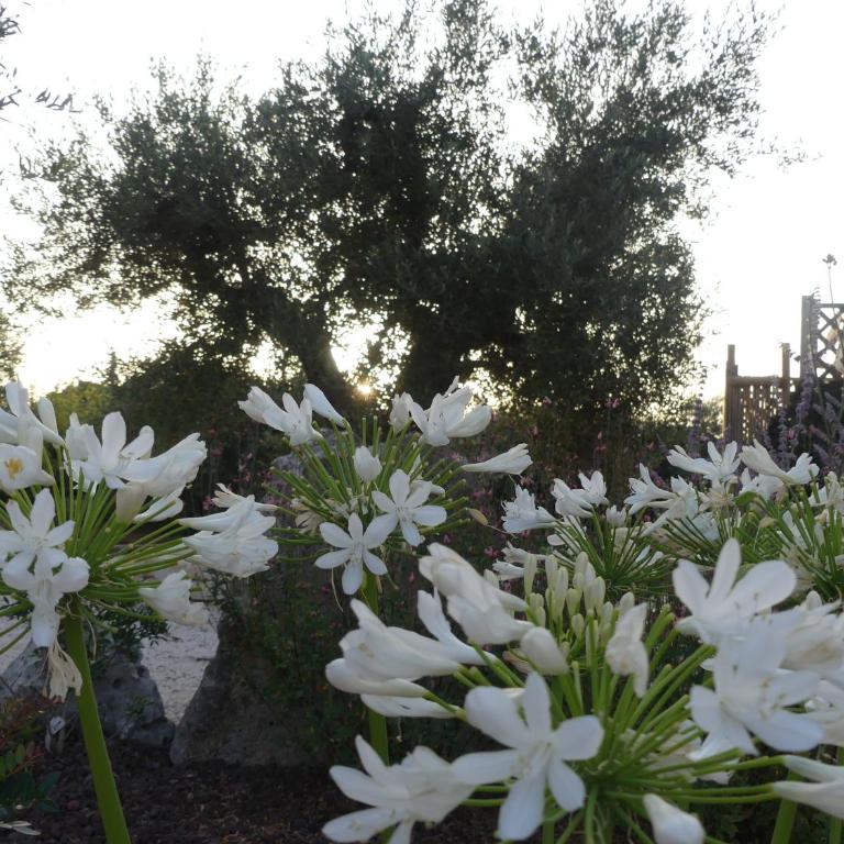 Trullo Manivida - Casa con 1 Camera da Letto - 15