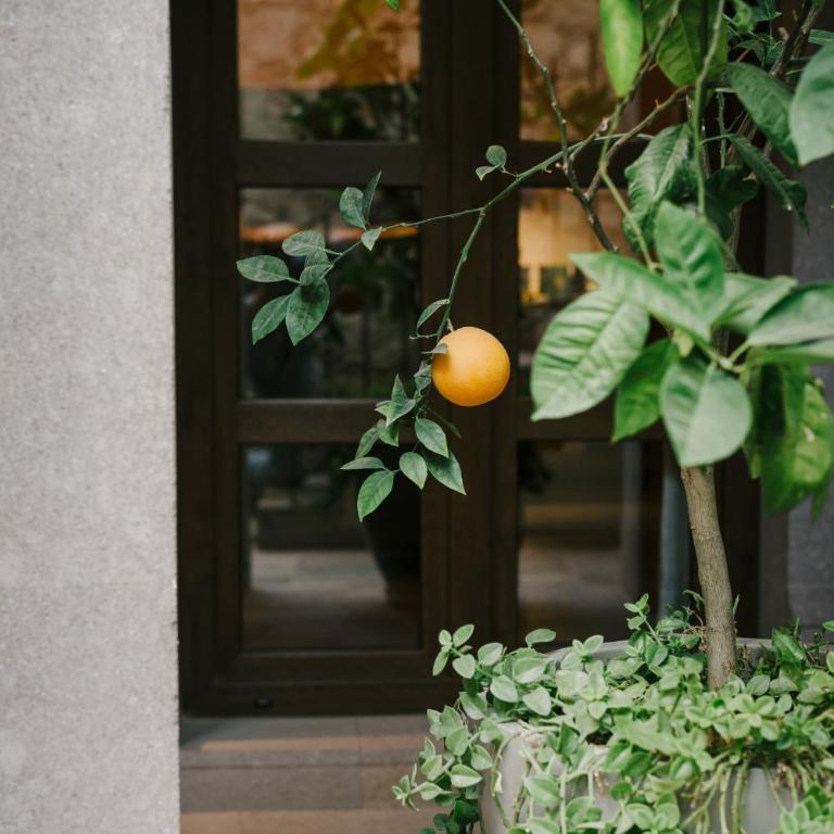 Hotel Apapacho Boutique - Suite - 4