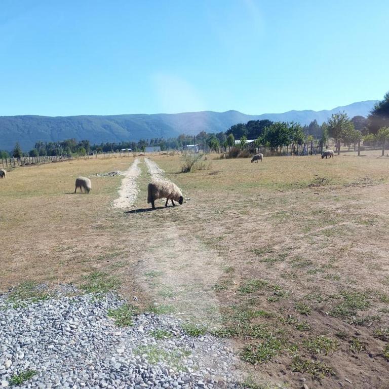 Cabaña Cunco parcela - Three-Bedroom Apartment - 8