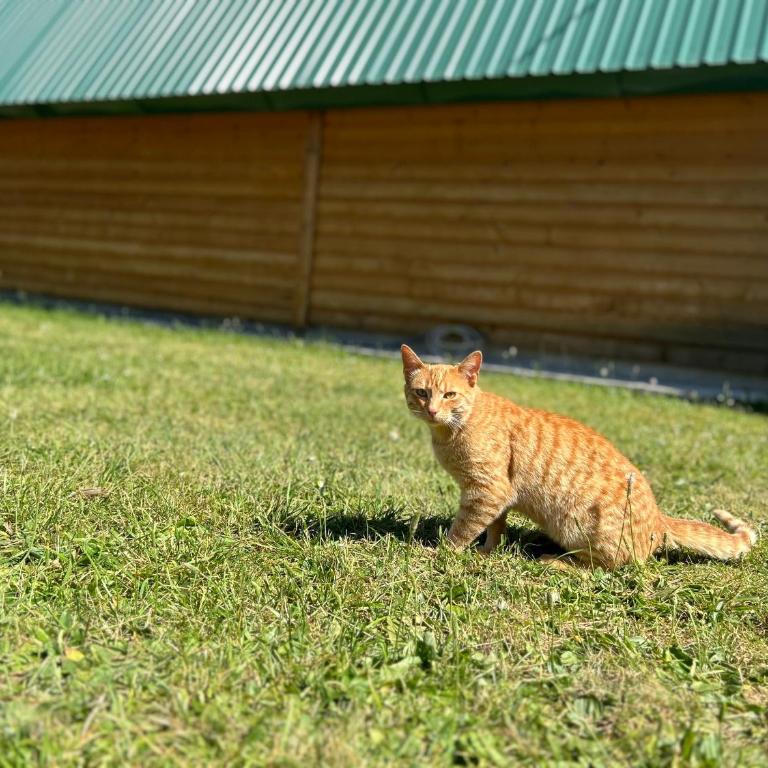 Apartman Djina Zabljak - Two-Bedroom House - 41