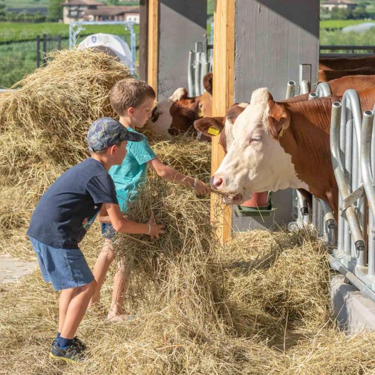 Camping Agrisalus - Piazzola - 25